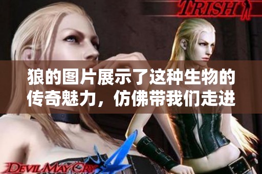 狼的图片展示了这种生物的传奇魅力，仿佛带我们走进神秘的野生世界
