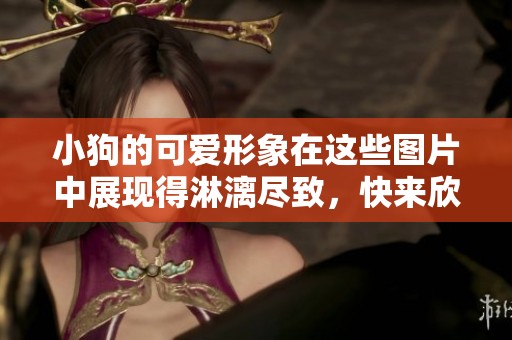 小狗的可爱形象在这些图片中展现得淋漓尽致，快来欣赏吧